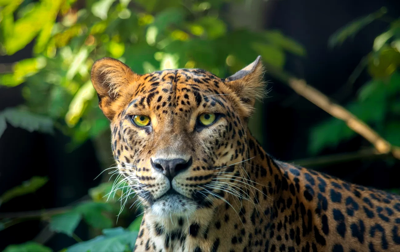 Yala National Park