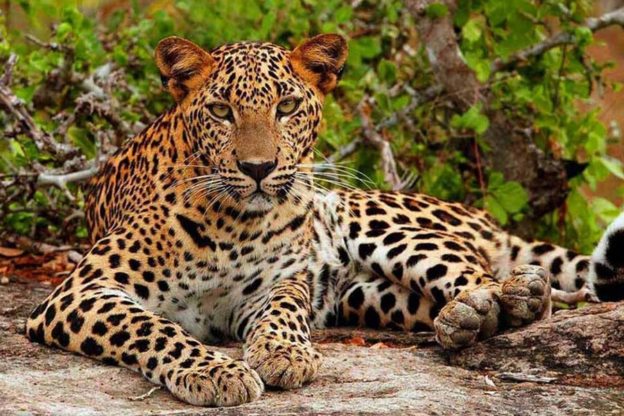 Yala National Park